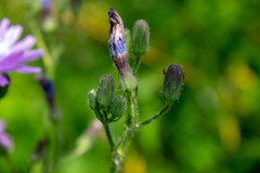 Cicerbita macrophylla uralensis