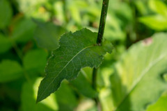 Cicerbita macrophylla uralensis