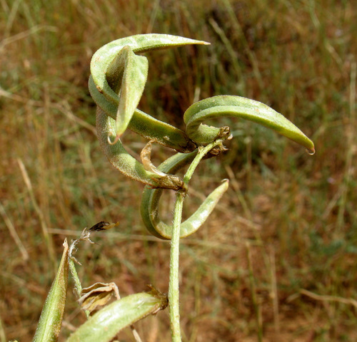 Astragalus trimestris