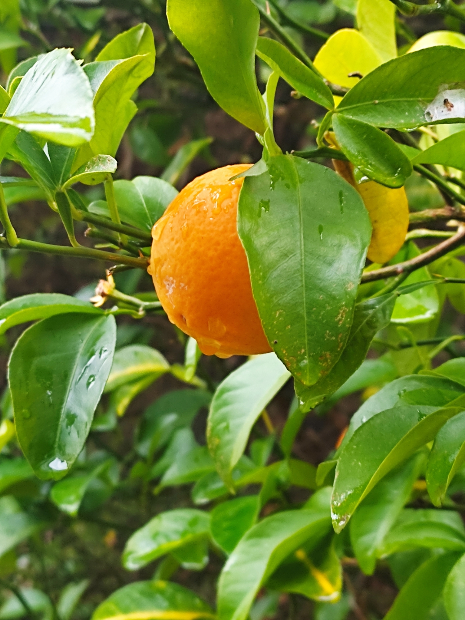 Imagem de Limão-cravo