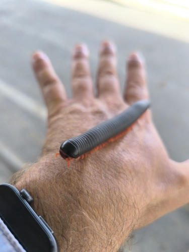 Red-legged Millipede