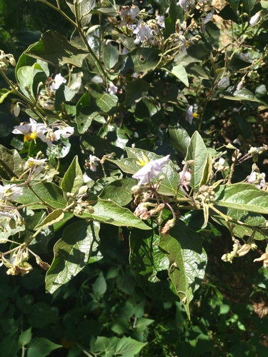 Image of Solanum bonariense by no rights reserved