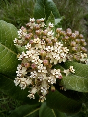 Asclepias notha
