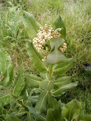 Asclepias notha