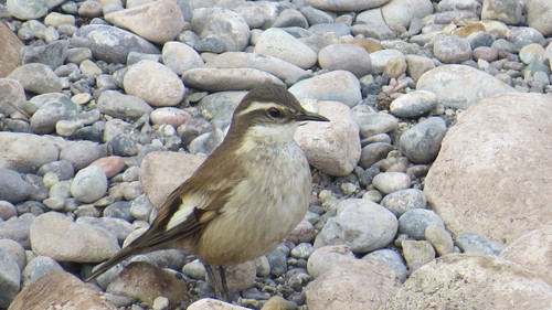 Cream-Winged Cinclodes