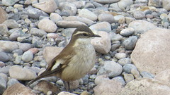 Cream-Winged Cinclodes