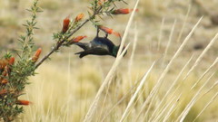 Oreotrochilus melanogaster