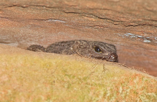 Broad-scaled Stream Skink