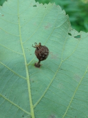 Phylloxera caryaegummosa