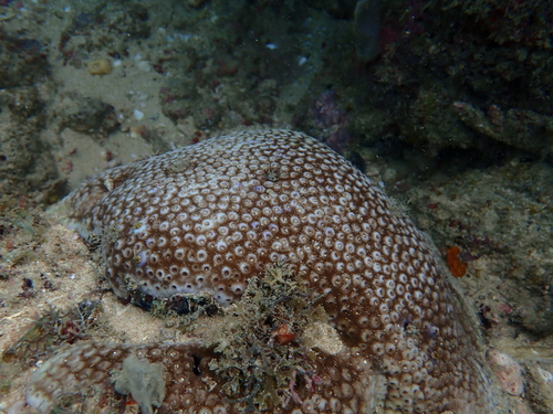 Astreopora myriophthalma observed 2025-01-08
