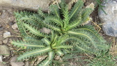 Perezia multiflora multiflora