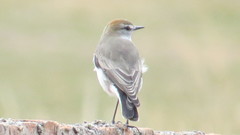 Muscisaxicola rufivertex