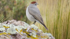 Muscisaxicola rufivertex