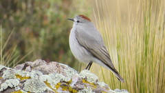 Muscisaxicola rufivertex