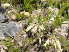 Silene oregana