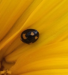 Harmonia axyridis