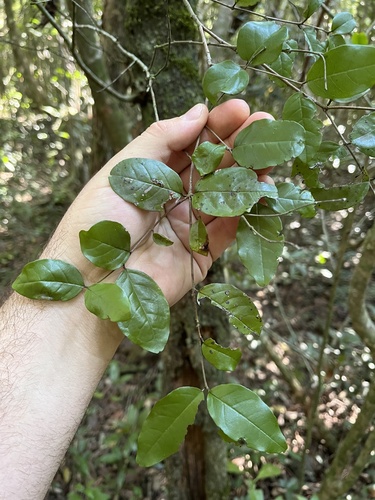 Foto de Pau-ferro
