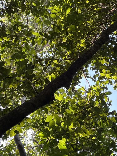 Foto de Pau-ferro