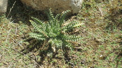 Perezia multiflora multiflora