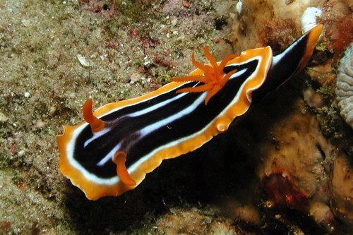 African Chromodorid