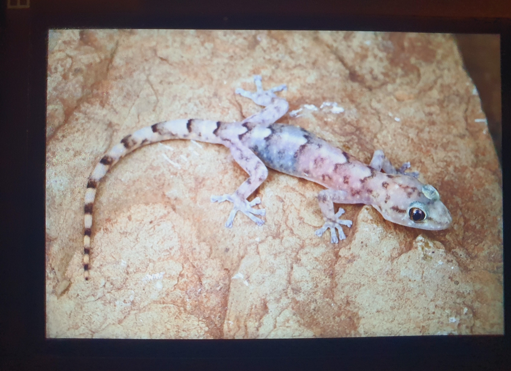 Broadley's Rock Gecko photo 3
