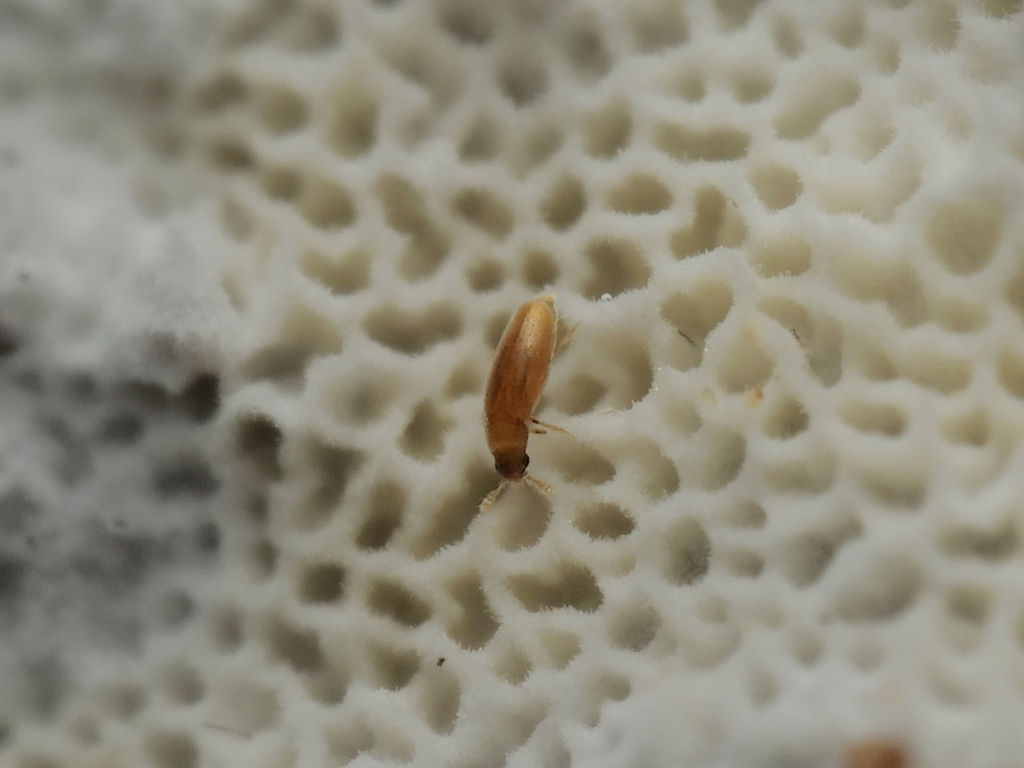 Throscosana