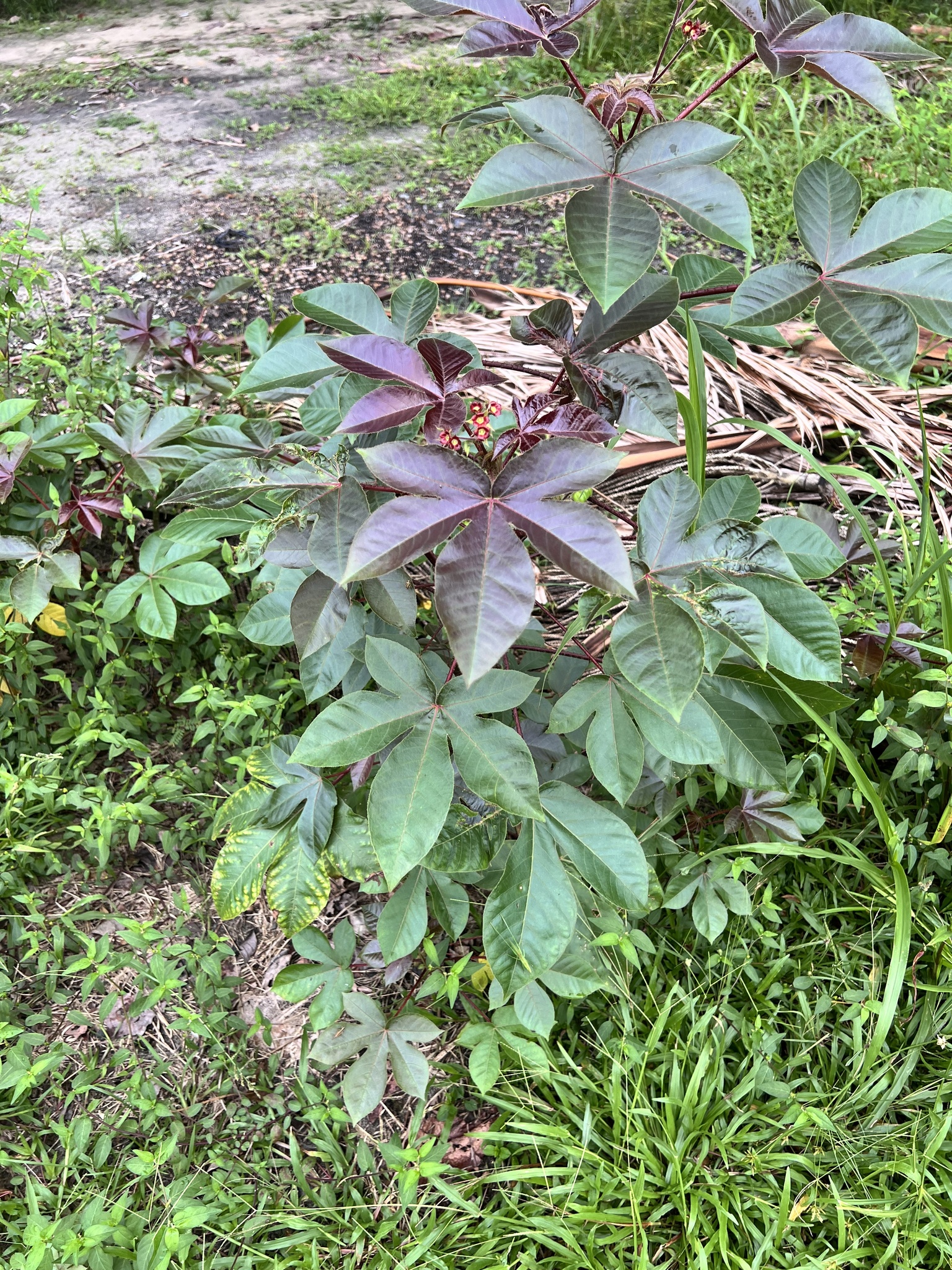 Imagem de Pinhão-roxo