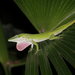 Cuban Green Anole - Photo (c) copepodo, some rights reserved (CC BY-NC-ND)