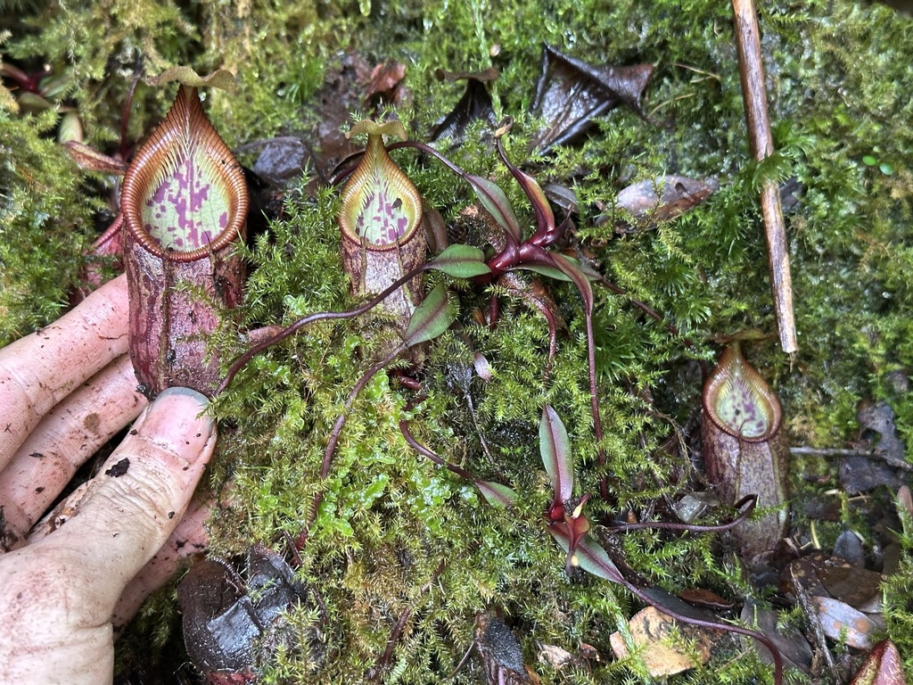 Nepenthes pectinata (Nepenthes pectinata)