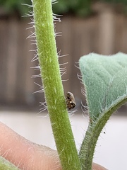Clastoptera lineatocollis