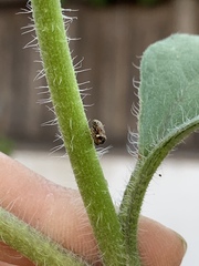 Clastoptera lineatocollis