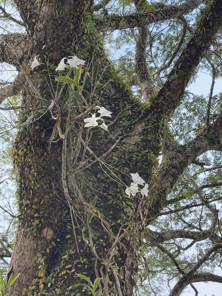 Foto de Pomba-de-espírito-santo