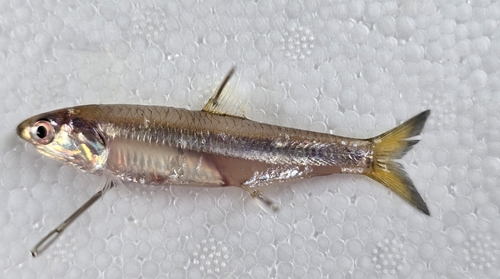 Langsnuit-ansjovis (Anchoa nasus) — Engraulidae — 5