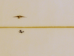 Ptyonoprogne fuligula obsoleta