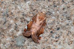 Cosmia diffinis