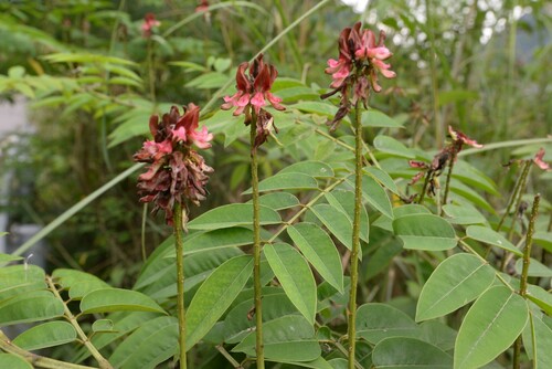 Indigofera zollingeriana iNat (3)