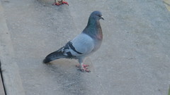 Columba livia domestica