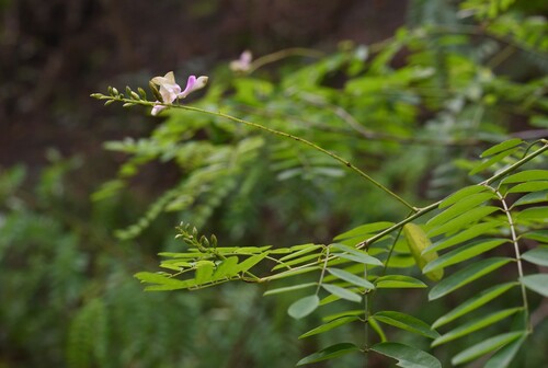 Indigofera galegoides iNat (2)