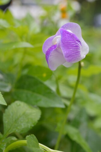 Vigna adenantha iNat (2)