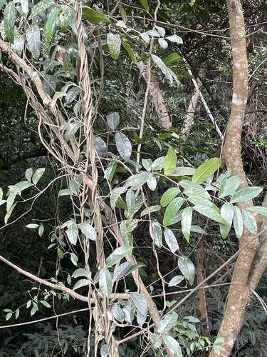 Foto de Madagascar