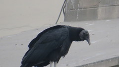 Coragyps atratus