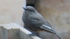 Pyrocephalus rubinus obscurus