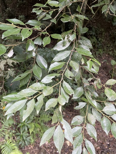 Foto de Canela-de-veado