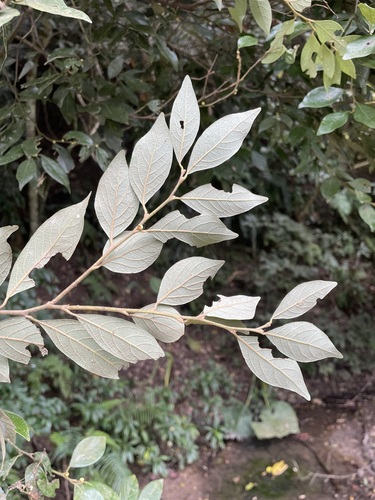 Foto de Canela-de-veado