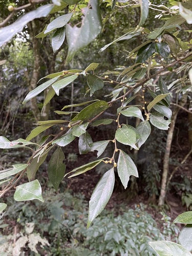 Foto de Canela-de-veado