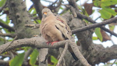 Columbina cruziana