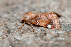 Cosmia diffinis