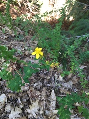 Hypericum concinnum