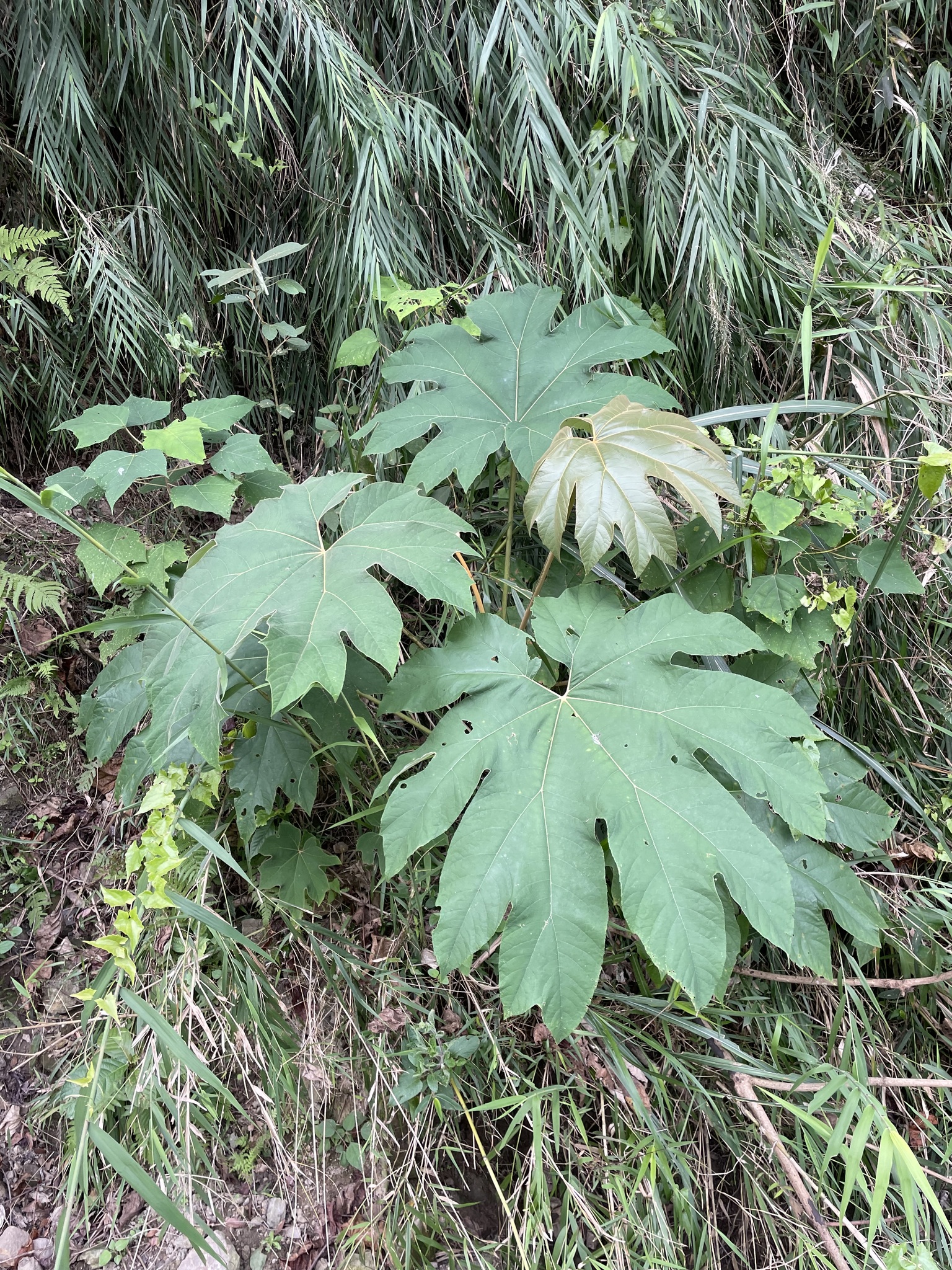 Imagem de Planta do Papel Arroz