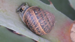 Cornu aspersum